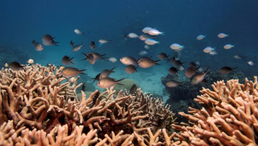 Gelombang Panas di Australia, Indonesia dan Sekitarnya Pengaruhi 10% Laut Global