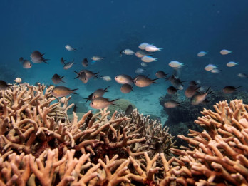 Gelombang Panas di Australia, Indonesia dan Sekitarnya Pengaruhi 10% Laut Global