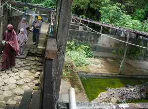 Wisata Penangkaran Buaya di Balikpapan