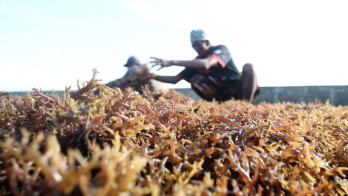 Pabrik Rumput Laut Baru akan Dibangun di Sulsel