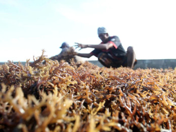Pabrik Rumput Laut Baru akan Dibangun di Sulsel