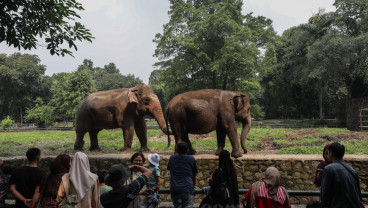 Selama Libur Iduladha 80.000 Orang Berlibur Di Ragunan