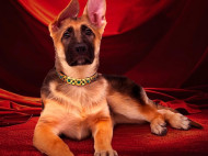Kenalan dengan Anjing Terkaya di Dunia, Punya Kekayaan Rp6,5 Triliun