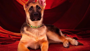 Kenalan dengan Anjing Terkaya di Dunia, Punya Kekayaan Rp6,5 Triliun