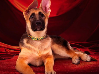 Kenalan dengan Anjing Terkaya di Dunia, Punya Kekayaan Rp6,5 Triliun
