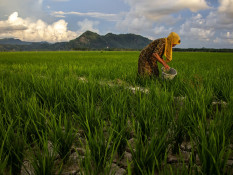 Jelajah Daulat Pangan 2025: Tantangan dan Inovasi Sumbar Meningkatkan Produktivitas Padi