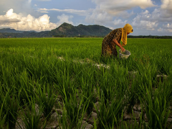 Jelajah Daulat Pangan 2025: Tantangan dan Inovasi Sumbar Meningkatkan Produktivitas Padi
