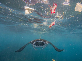Jelang COP30, Brasil Terima Pendanaan Rp117,17 Miliar Konservasi Ekosistem Laut