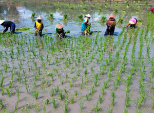 Nilai Tukar Petani Mei 2025 Menurun