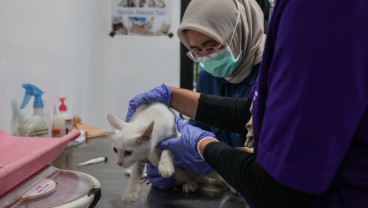 Wacana Program Subsidi Kesehatan Hewan
