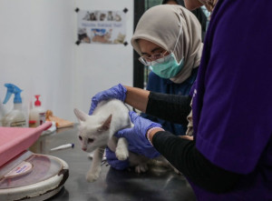 Wacana Program Subsidi Kesehatan Hewan