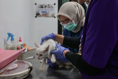 Wacana Program Subsidi Kesehatan Hewan