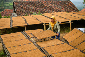 Cuaca Tidak Menentu, Harga Tembakau di Sumedang Turun