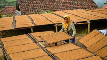 Cuaca Tidak Menentu, Harga Tembakau di Sumedang Turun
