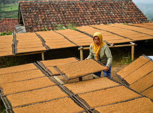 Cuaca Tidak Menentu, Harga Tembakau di Sumedang Turun