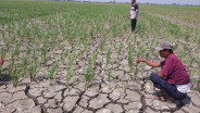 Garut Cabut Status Darurat Bencana Hidrometeorologi, Kini Fokus Ancaman Kekeringan