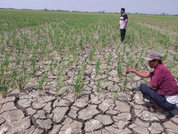 Garut Cabut Status Darurat Bencana Hidrometeorologi, Kini Fokus Ancaman Kekeringan