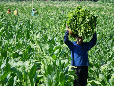 Temanggung Bakal Panen 11.000 Ton Tembakau pada Tahun ini