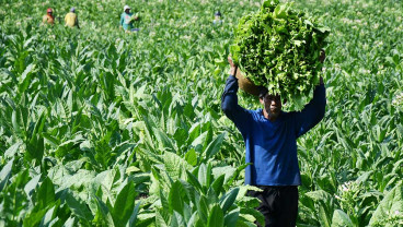 Temanggung Bakal Panen 11.000 Ton Tembakau pada Tahun ini