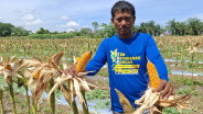 Jelajah Daulat Pangan 2025: Dulu Tanam Buah Kini Petani di Pekanbaru Beralih ke Jagung