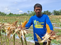 Jelajah Daulat Pangan 2025: Dulu Tanam Buah Kini Petani di Pekanbaru Beralih ke Jagung