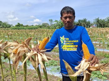 Jelajah Daulat Pangan 2025: Dulu Tanam Buah Kini Petani di Pekanbaru Beralih ke Jagung