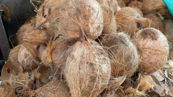 Pengamat Wanti-wanti Racikan Pungutan Ekspor Kelapa Bulat Tak Boleh Rugikan Petani