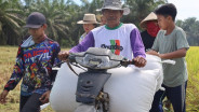 Jelajah Daulat Pangan 2025: Berkat Prabowo, Petani Bunga Raya Siak Nikmati Harga Gabah Tinggi