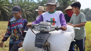 Jelajah Daulat Pangan 2025: Berkat Prabowo, Petani Bunga Raya Siak Nikmati Harga Gabah Tinggi
