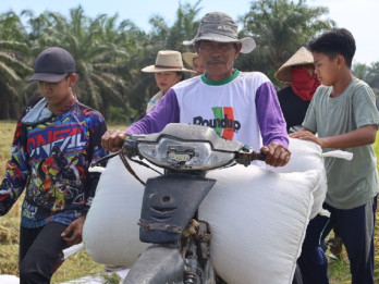 Jelajah Daulat Pangan 2025: Berkat Prabowo, Petani Bunga Raya Siak Nikmati Harga Gabah Tinggi