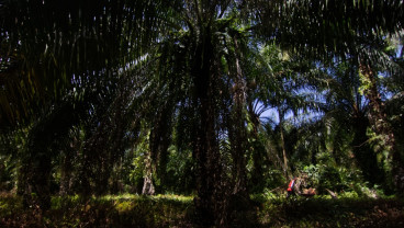 Pemprov Sumbar Rancang Pergub Mekanisme Penetapan Harga TBS