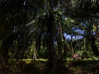Pemprov Sumbar Rancang Pergub Mekanisme Penetapan Harga TBS