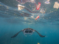 Ilmuwan Jepang Ciptakan Plastik yang Bisa Larut di Dalam Air Laut, Hanya dalam Beberapa Jam