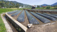 Jelajah Daulat Pangan 2025: Sumbar Rawan Bencana Alam dan Harapan Petani Hortikultura