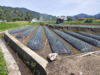 Jelajah Daulat Pangan 2025: Sumbar Rawan Bencana Alam dan Harapan Petani Hortikultura