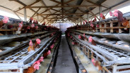 Jelajah Daulat Pangan 2025: Siasat Peternak Ayam Petelur Sumsel Jaga Produksi saat Cuaca Panas