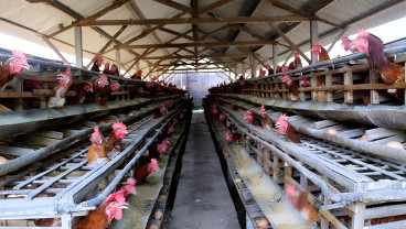 Jelajah Daulat Pangan 2025: Siasat Peternak Ayam Petelur Sumsel Jaga Produksi saat Cuaca Panas