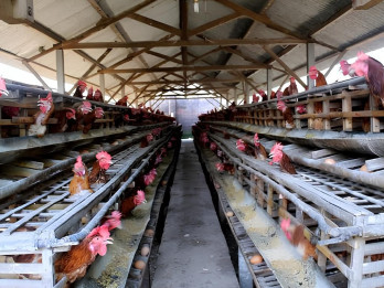 Jelajah Daulat Pangan 2025: Siasat Peternak Ayam Petelur Sumsel Jaga Produksi saat Cuaca Panas