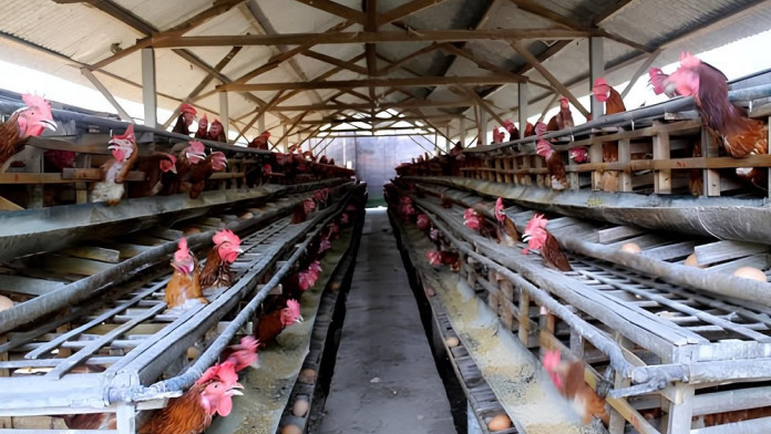 Jelajah Daulat Pangan 2025: Siasat Peternak Ayam Petelur Sumsel Jaga Produksi saat Cuaca Panas