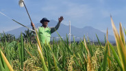 Jelajah Daulat Pangan 2025: Petani Sumberngepoh Konsisten Tanam Padi Organik