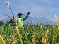 Jelajah Daulat Pangan 2025: Petani Sumberngepoh Konsisten Tanam Padi Organik
