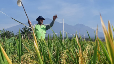 Jelajah Daulat Pangan 2025: Petani Sumberngepoh Konsisten Tanam Padi Organik