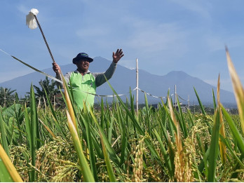Jelajah Daulat Pangan 2025: Petani Sumberngepoh Konsisten Tanam Padi Organik