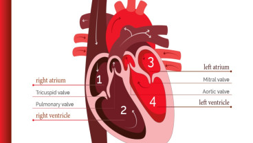 Mengenal Kardiomiopati, Penyakit Jantung Penyebab Meninggal Mendadak yang Jarang Diketahui