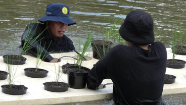 Jelajah Daulat Pangan 2025: Meneropong Potensi Padi Apung untuk Peningkatan Produksi Sumsel