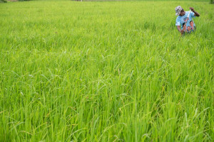 Pemerintah Sigi Akan Mencetak Sawah Baru Untuk Mengatasi Penambangan Emas Ilegal