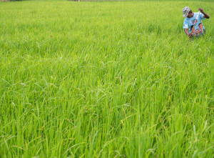 Pemerintah Sigi Akan Mencetak Sawah Baru Untuk Mengatasi Penambangan Emas Ilegal