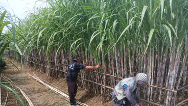 Jelajah Daulat Pangan 2025: Tebu Jawa Tengah, Antara Sejarah Gemilang dan Tantangan ke Depan