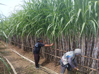 Jelajah Daulat Pangan 2025: Tebu Jawa Tengah, Antara Sejarah Gemilang dan Tantangan ke Depan