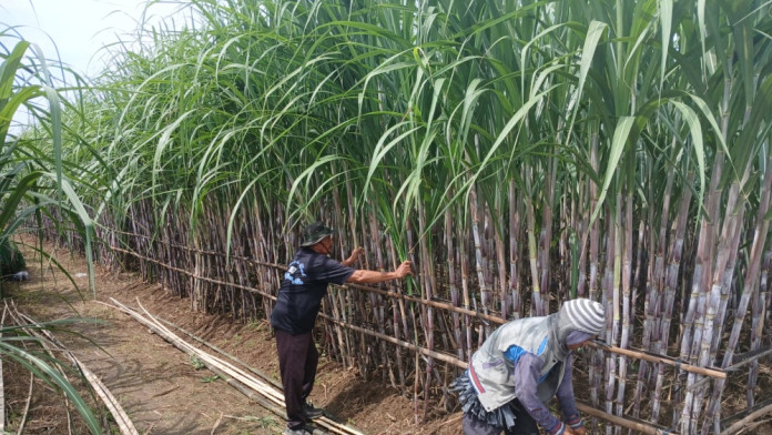 Jelajah Daulat Pangan 2025: Tebu Jawa Tengah, Antara Sejarah Gemilang dan Tantangan ke Depan